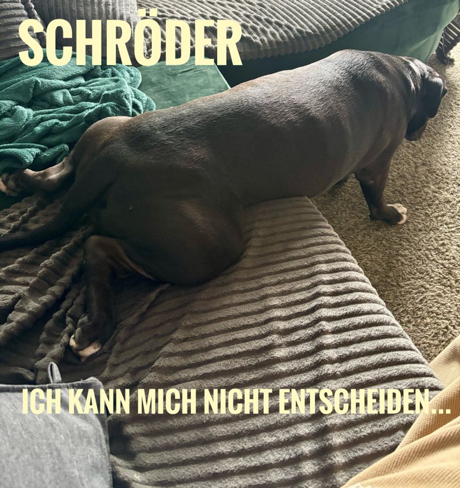 Schröder, der Hund, liegt mit dem Hinterteil auf der Couch und steht mit den Vorderläufen auf dem Boden.