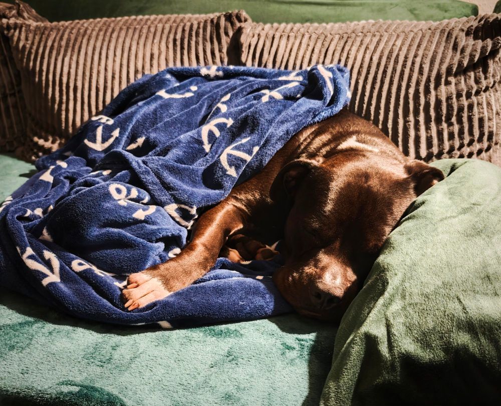 Schröder liegt auf der Couch und pennt.
Zugedeckt ist er mit einer blauen Decke.