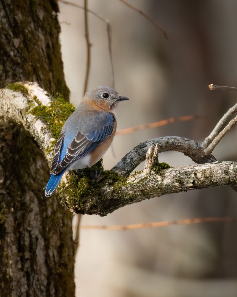 Blue, gray and reddish bird perched on a mossy tree branch.