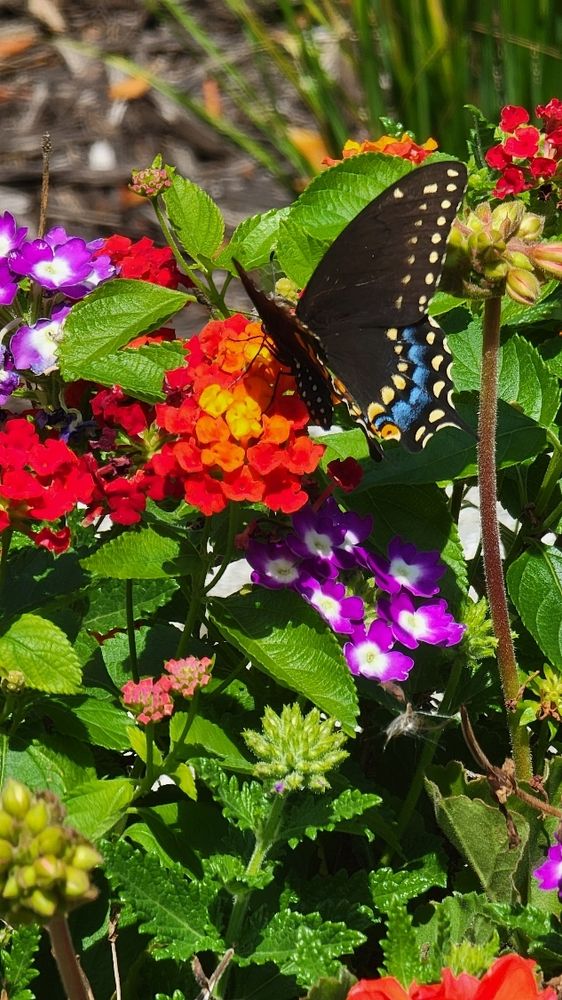 Mostly black butterfly with blue stripe on tail, perched on Lantana blossoms.