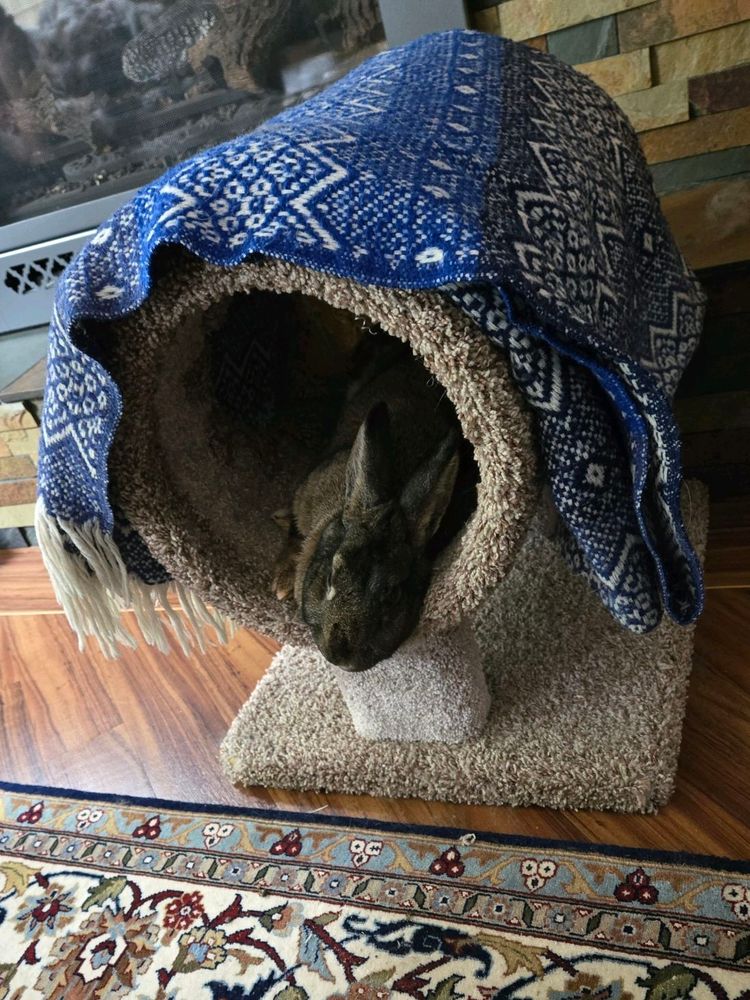 Picture of a sleeping grey house rabbit in a carpeted cat tube.
