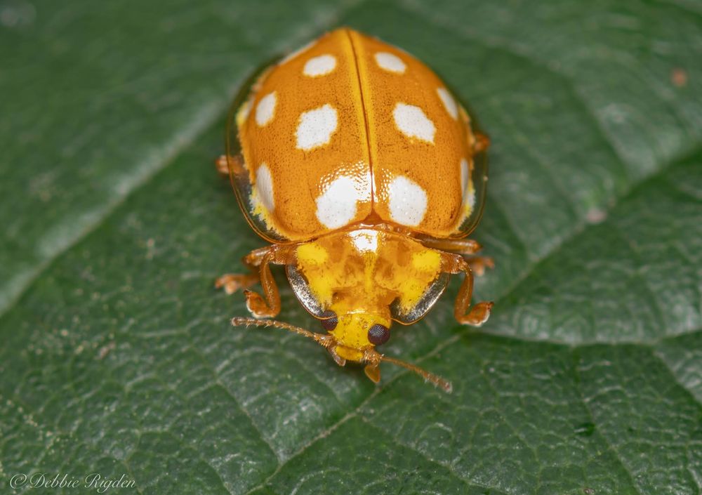 Orange ladybird seen on my woodland walk today 