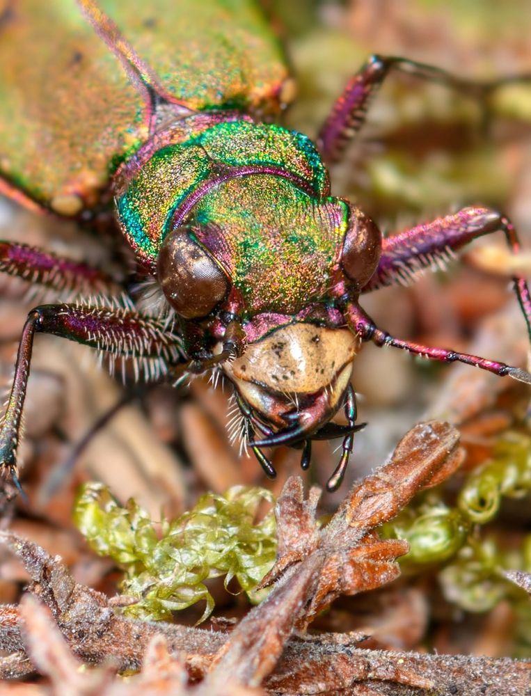 Green Tiger Beetle seen on my walk early this morning 