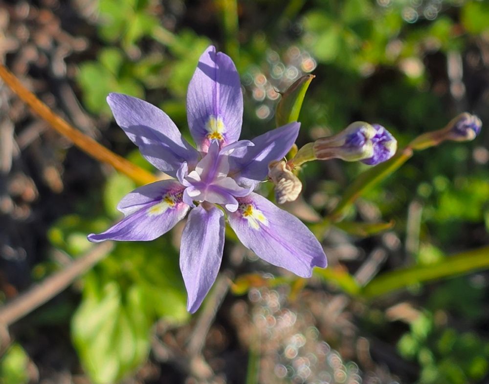 6-petaled lavender flower with yellow/purple/orange markings at the base of three petals