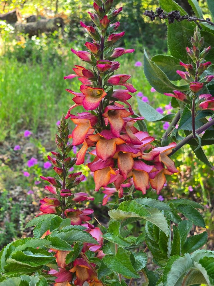 Magenta-orange spike of blossoms on a background of grass and pelargonium, over the serrated leaves of Dendriopoterium