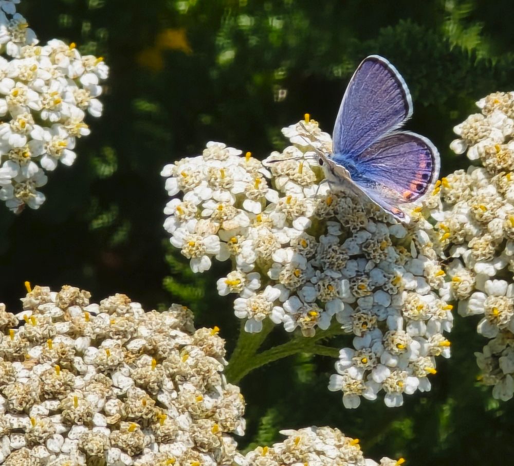 Butterfly with blue center and orange and black coloring on the end of the rear wings nectaring on a white yarrow blossom