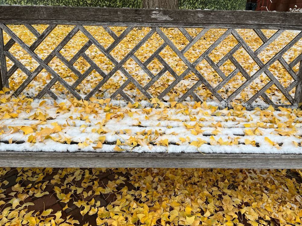 Bench with a wooden lattice for a back, covered in snow and gingko leaves.