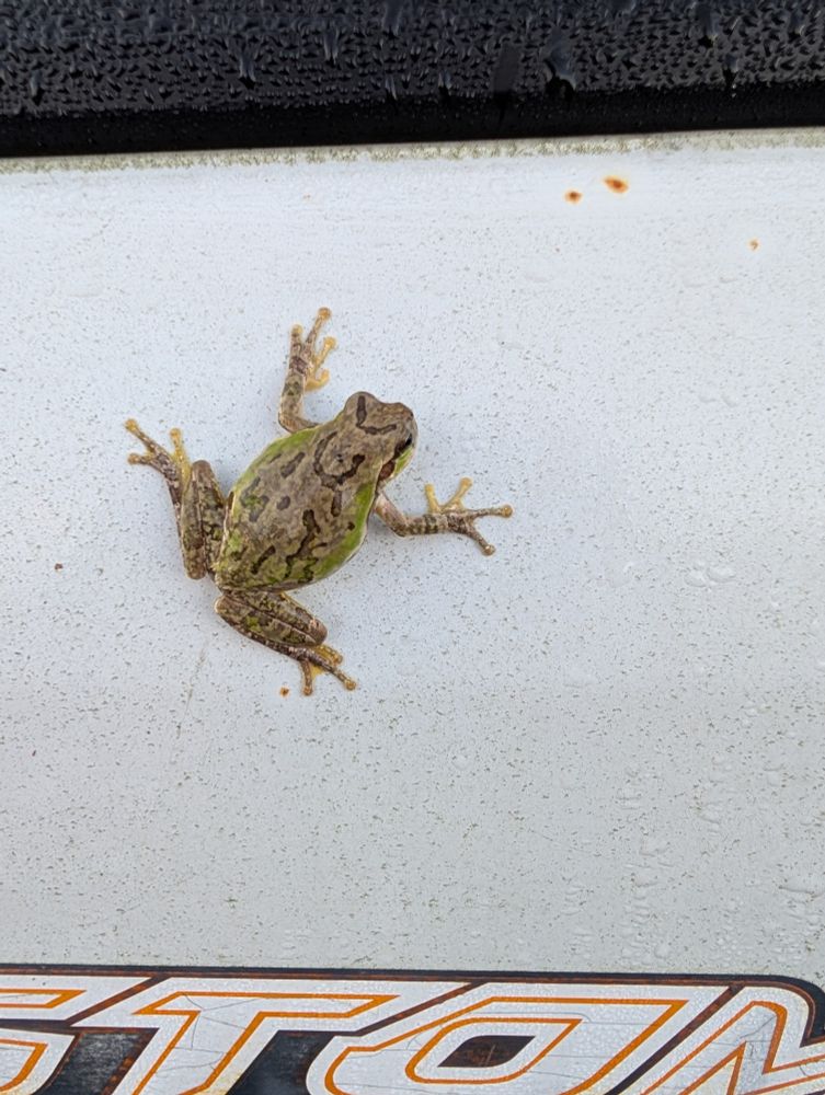 2024/11/06
クルマに張り付いてたカエルさま
旅出たかったらしい
いい日旅立ちでありますように