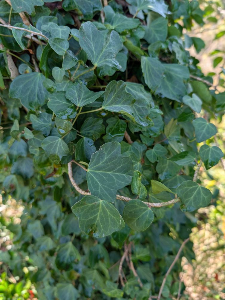 桜にからまる蔦
アイビーやね
うちの桜はみな絡まれてる