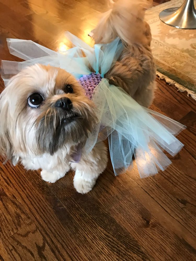 Shih Tzu dog in a costume that is purple and has blue wings. The dog is looking sideways.