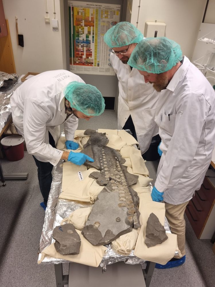 Dean Lomax, Sven Sachs, and Johan Lindgren, examining the Temnodontosaurus flipper with serrated trailing edge