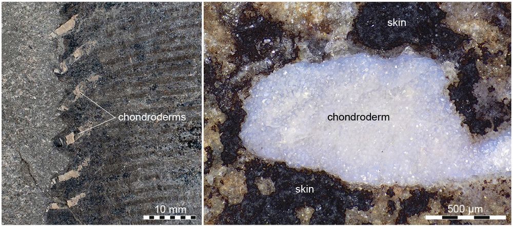 Chondroderms in the Temnodontosaurus flipper