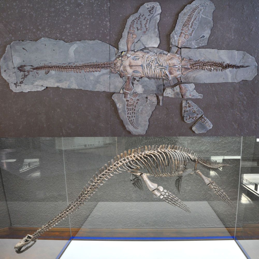 Skeletons of Plesiopterys wildi, a plesiosaur from the Posidonia Shale, Posidonienschiefer, of Holzmaden, Germany. The upper specimen is a skeleton in the Urweltmuseum Hauff collection, the lower specimen is the holotype of Plesiopterys wildi in Stuttgart.