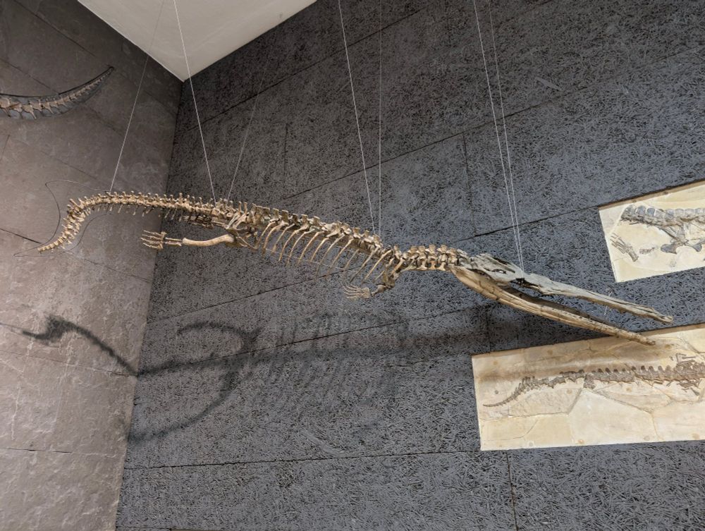 Thalattosuchus skeleton. Oxford Clay. Tübingen