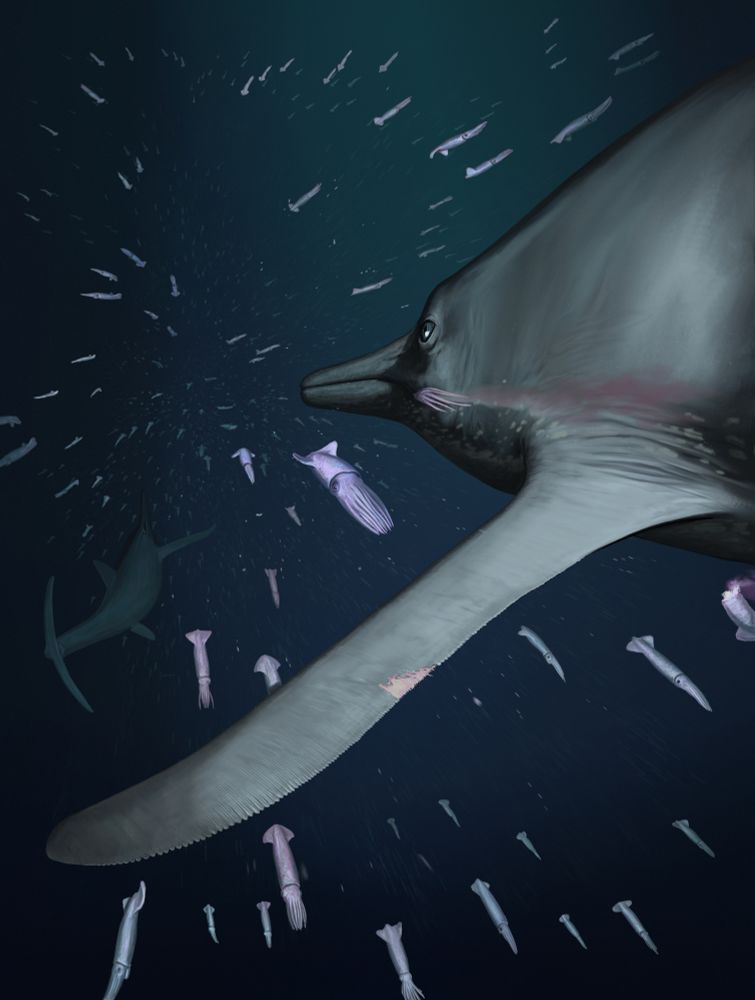 Temnodontosaurus life reconstruction, showing a flipper with 'chondroderms, by Joschua Knüppe