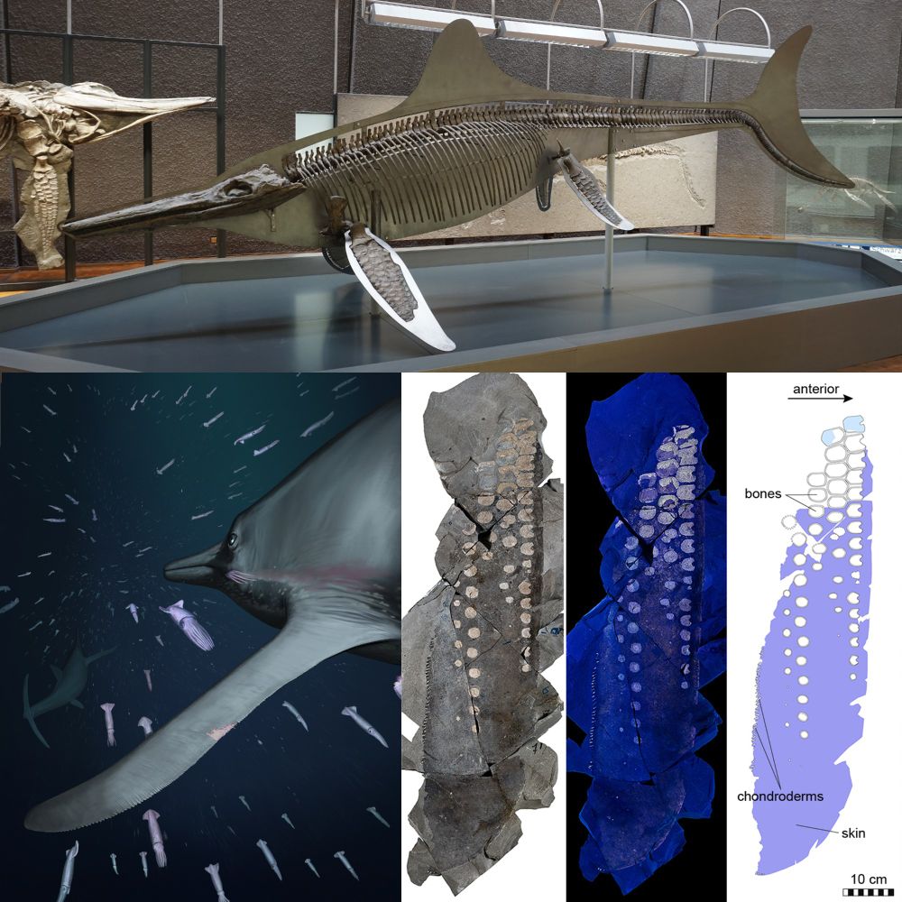 Temnodontosaurus skeleton, close-up of the soft-tissue, and flipper illustration with 'chondroderms'