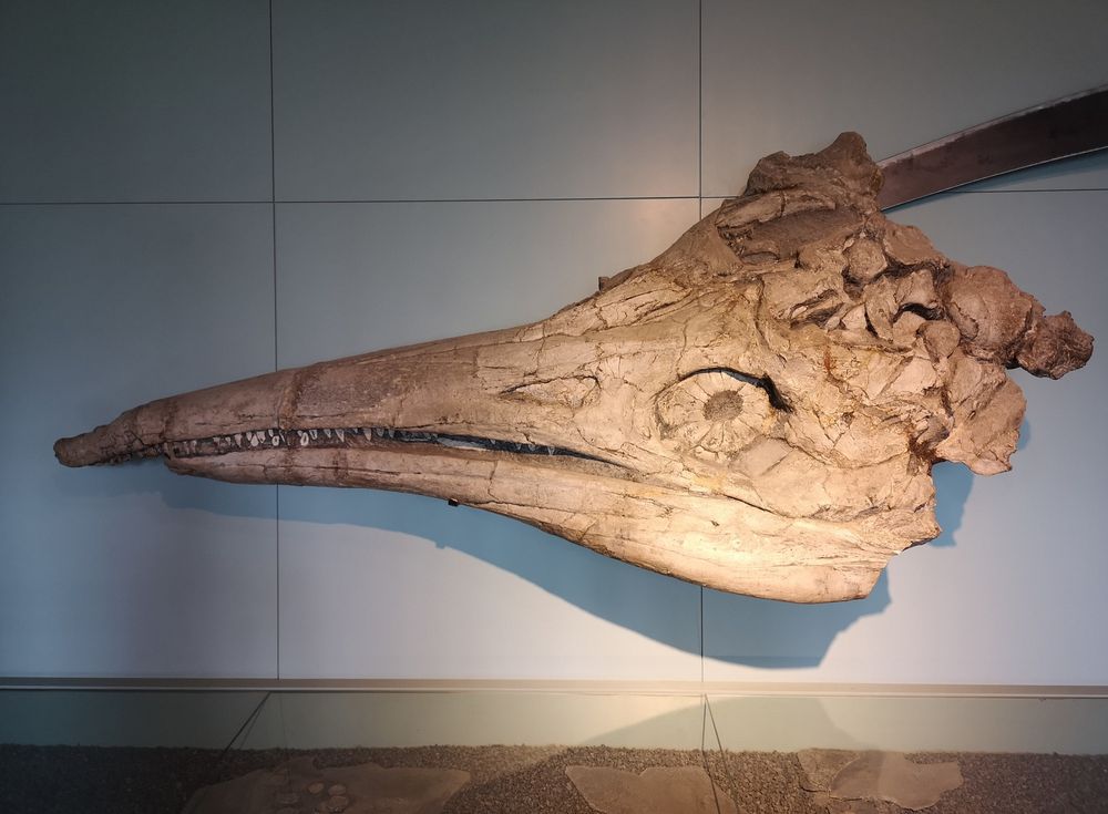 Temnodontosaurus skull at Kloster Banz, Germany