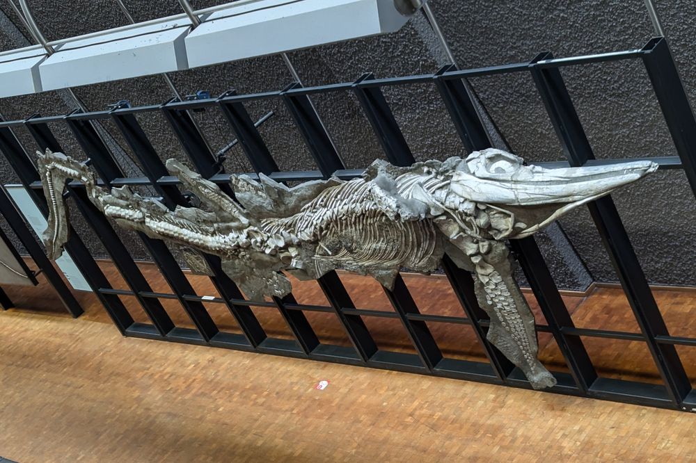 Temnodontosaurus skeleton in Stuttgart
