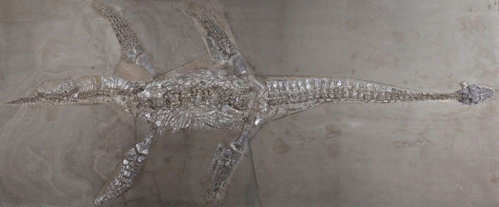 Holotype of Microcleidus brachypterygius from the Posidonia Shale of Germany