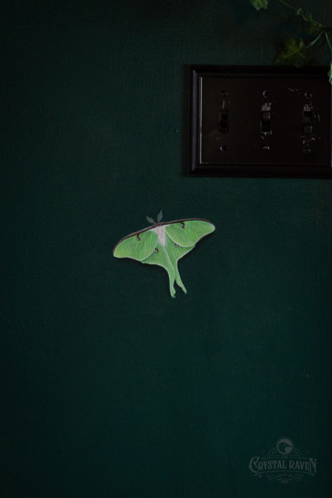 A dark green wall inside a house with a hand painted realistic Luna Moth painted on the wall. Shadowing is painted below the moth giving the illusion of it being three-dimensional. 