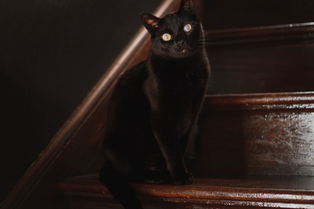 Black house cat with white/yellow tinged eyes sitting on wooden stairs in a house. 