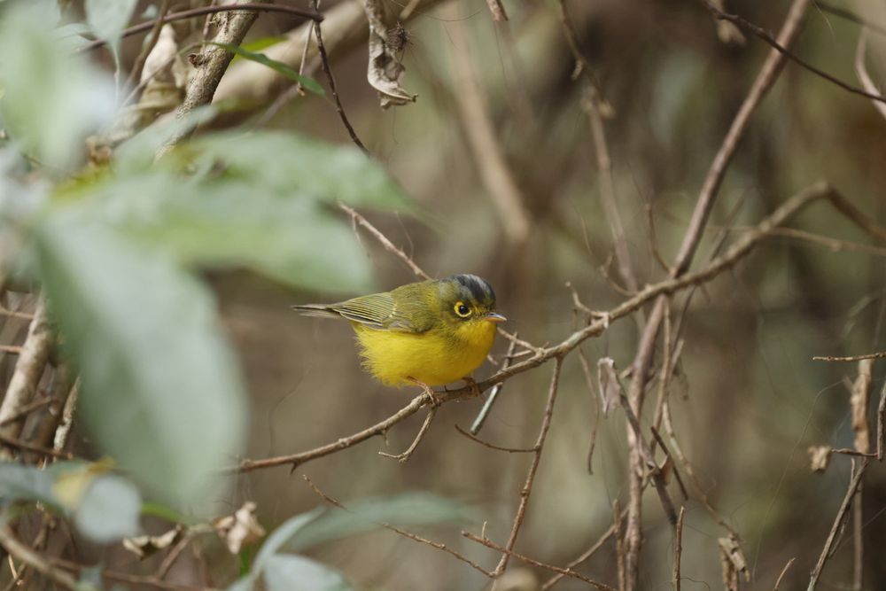 White-spectacled Warbler