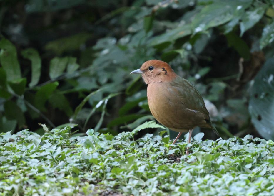 Rusty-napped Pitta