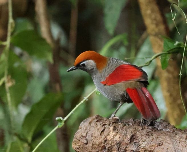 Red-winged L’thrush