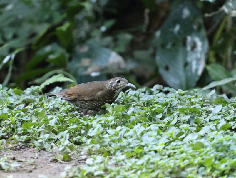Dark-sided Thrush 