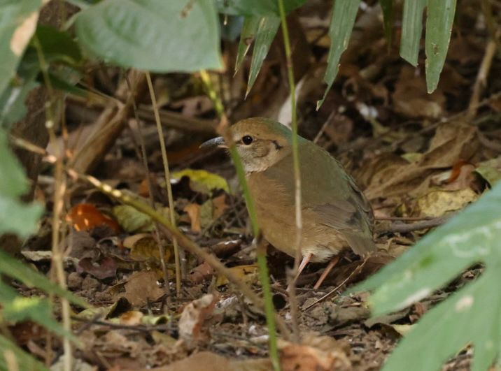 Blue-napped Pitta