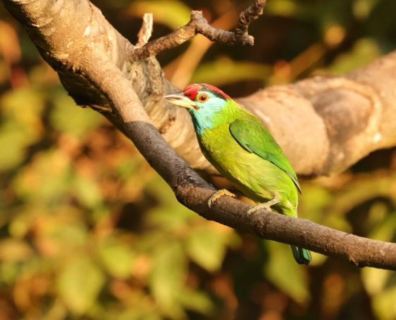 Blue-throated Barbet