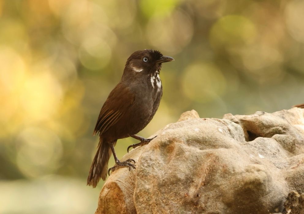 Nonggang Babbler