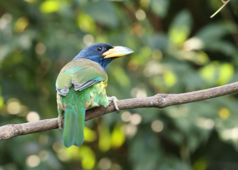 Great Barbet