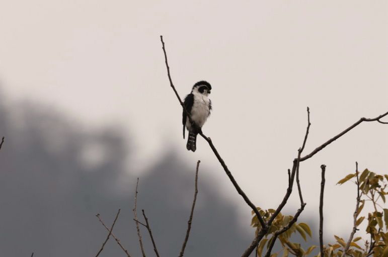 Pied Falconet 
