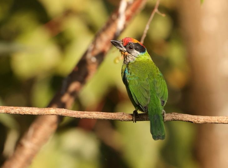 Golden-throated barbet 