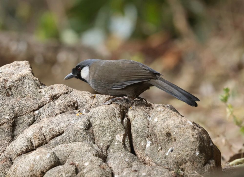 Black-throated L’thrush 
