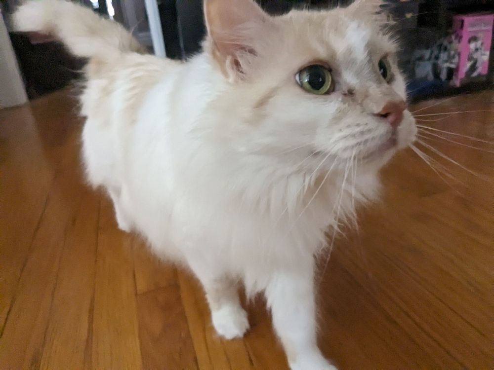 Close up of a white cat 