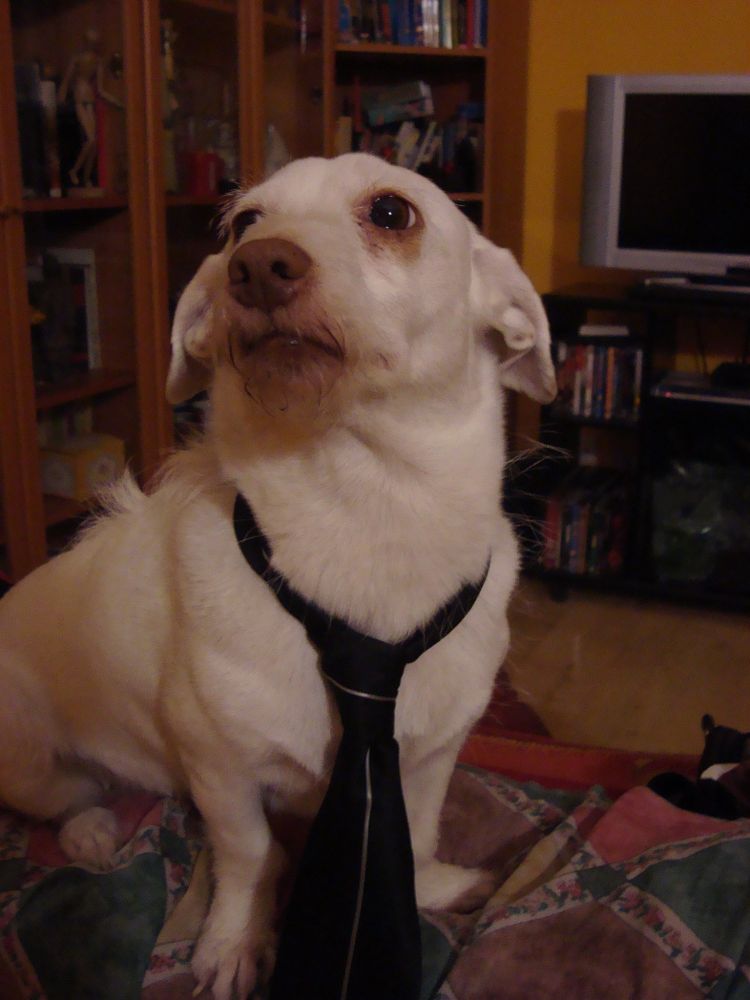 A dog wearing a tie