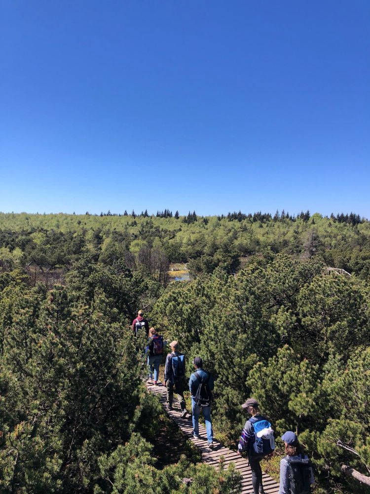 Peat bog landscape with small trees and shrubs, and students walking on a woody path | Moorlandschaft mit zwergwüchsigen Bäumen & Sträuchern und Studierenden auf einem Bohlenpfad