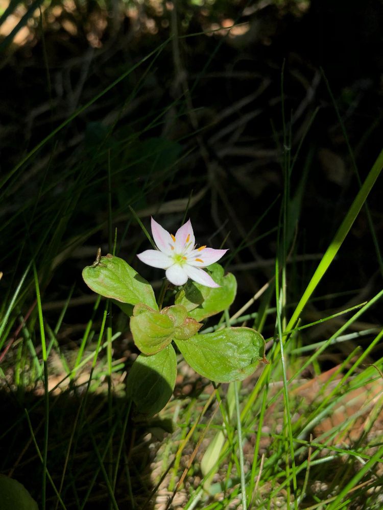 Chickweed-Wintergreen (pinkish flowering plant) | Siebenstern (pink blühende Pflanze)