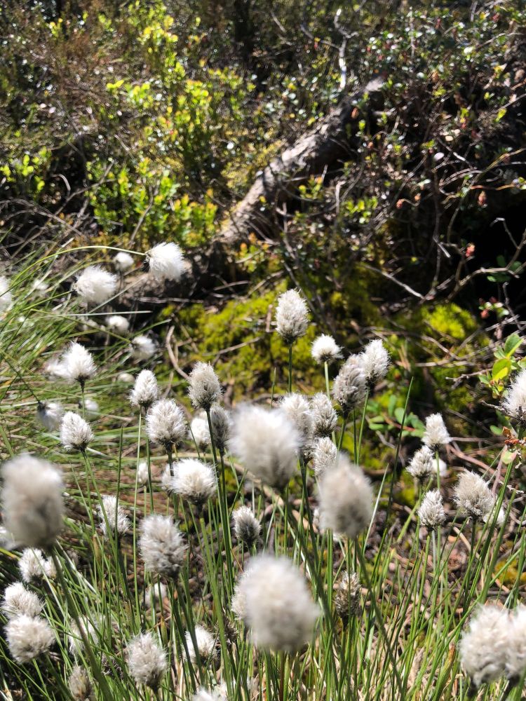 Cottongrass (white flowering plant) | Wollgras (weiß blühende Pflanze)