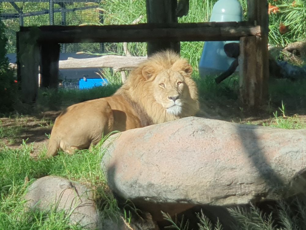 Lion looking at the camera from behind a rock