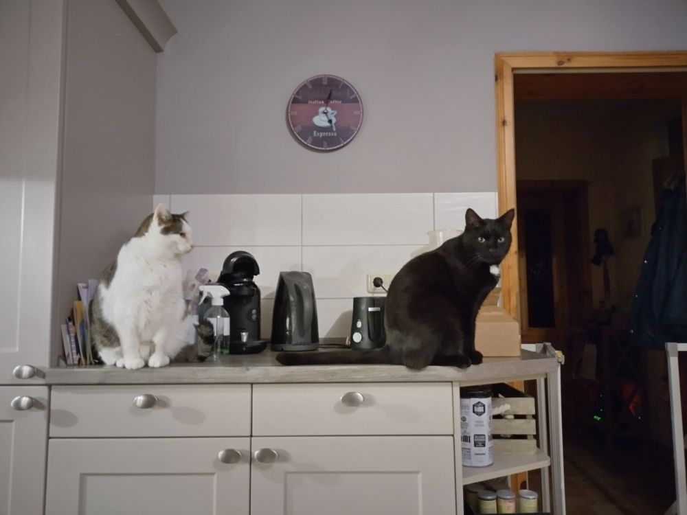 küchenzeile. ein weißer und ein schwarzer kater sitzen auf der arbeitsplatte. wasserkocher und toaster wirken hinter den großen katern recht klein