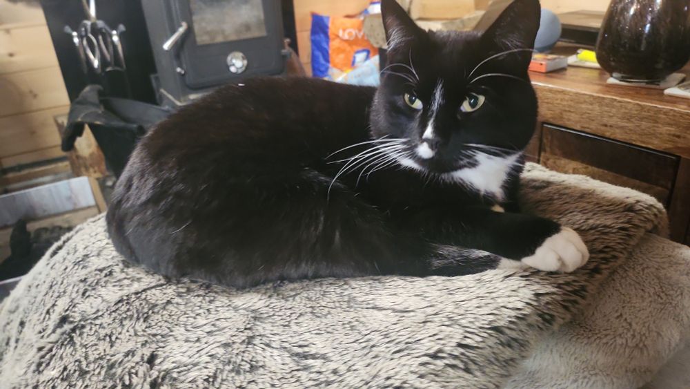 A handsome black and white tuxedo cat, curled up on a grey furry blanket, looking up with his bright yellow eyes. He has a thin white stripe down his nose and you can see his white neck and cute little paws that are also white, making it look like he's wearing socks. The rest of his body is black fur. 
