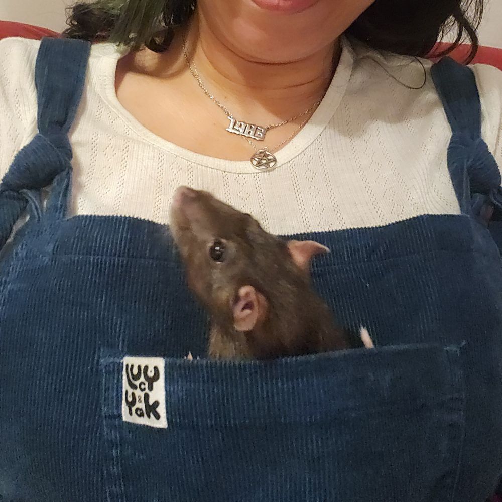 A woman's torso, dressed in a white tshirt and blue Lucy and yak dungarees with a chest pocket and a little brown mouse called Phoebe poking her head out of the pocket. She's very cute with pink ears and beady black eyes. 