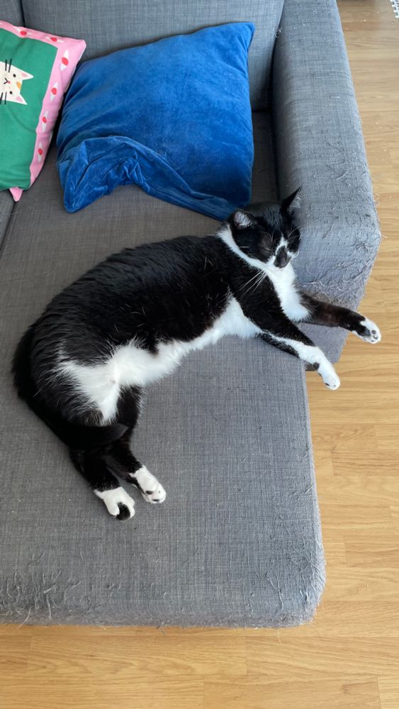 Gato preto e branco dormindo em um sofá cinza escuro, com as patinhas pra fora e o rosto amassado no braço do sofá 