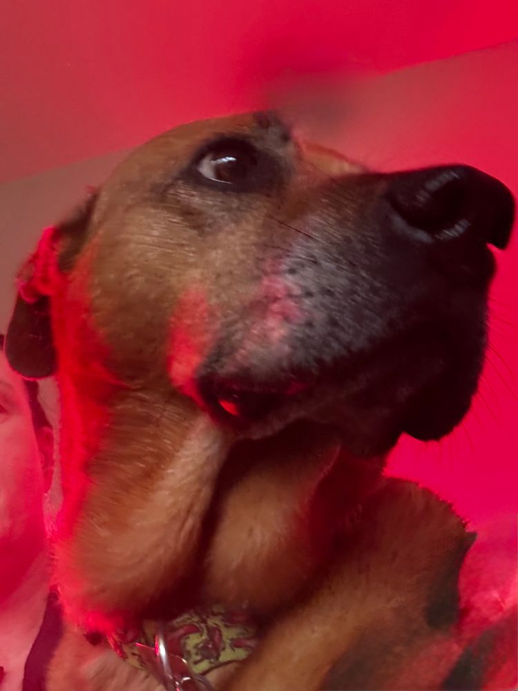 A brown dog with droopy neck skin like Trump’s neck-gina, except she’s sweet