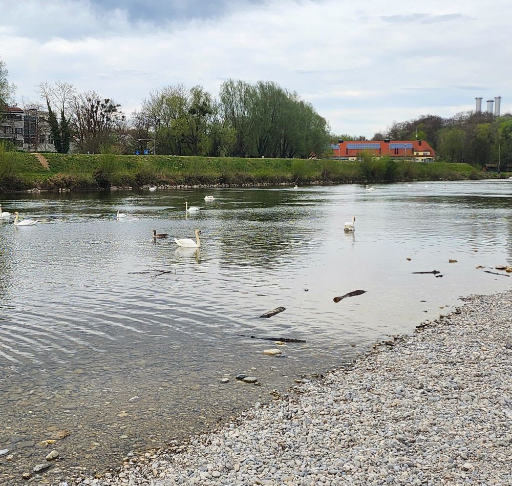 the Isar river with swans and ducks on it