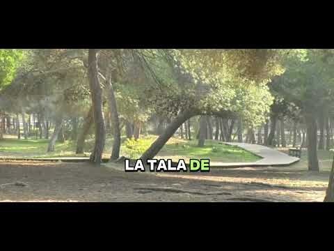 Verdes Equo Rota realiza su tercera edición de la campaña "Aquí había un árbol"