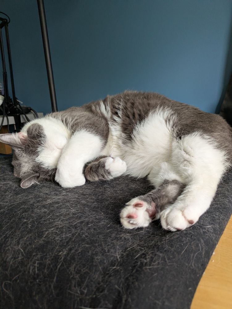 A slightly fluffy gray and white cat lays on its side while covering its cute little face with a paw while taking a snooze.